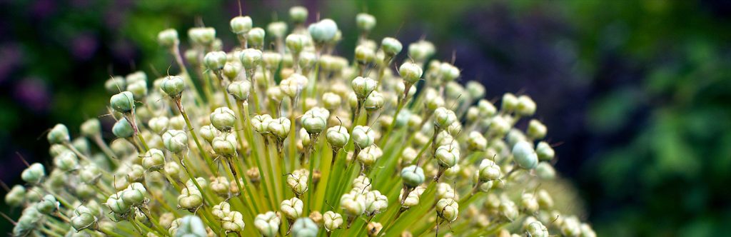 WordPress SEO Plugins